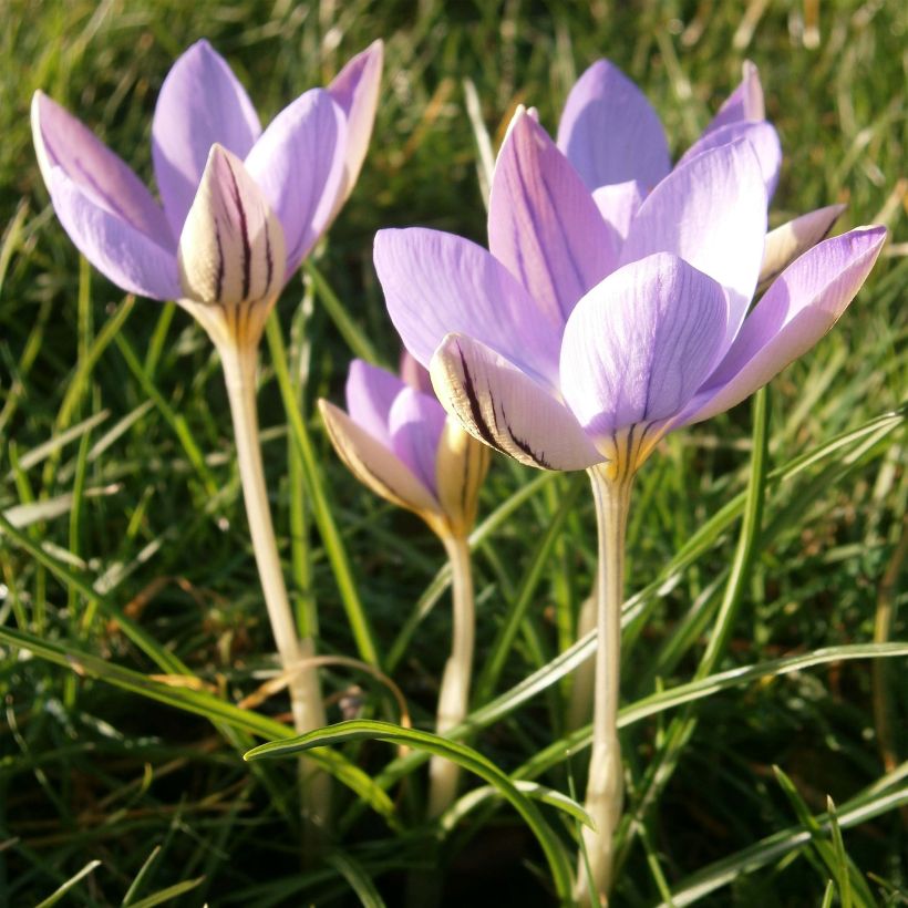 Krokus De Jager - Crocus imperati (Blüte)