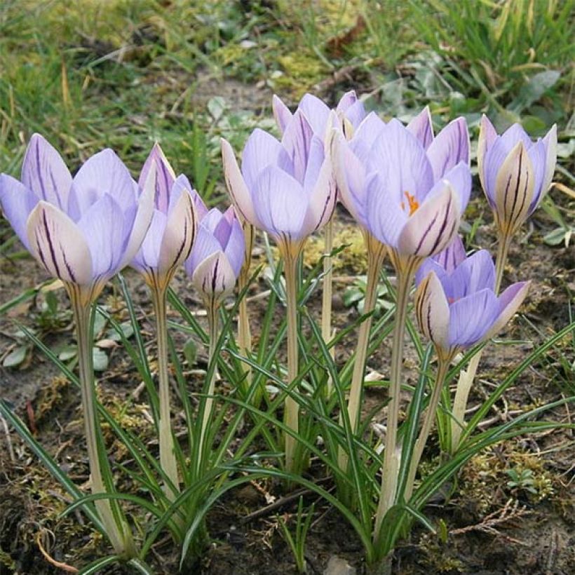 Krokus De Jager - Crocus imperati (Hafen)