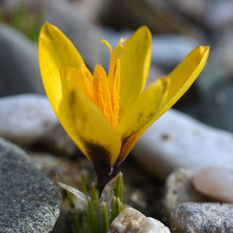 Taschkent-Krokus - Crocus korolkowii (Hafen)