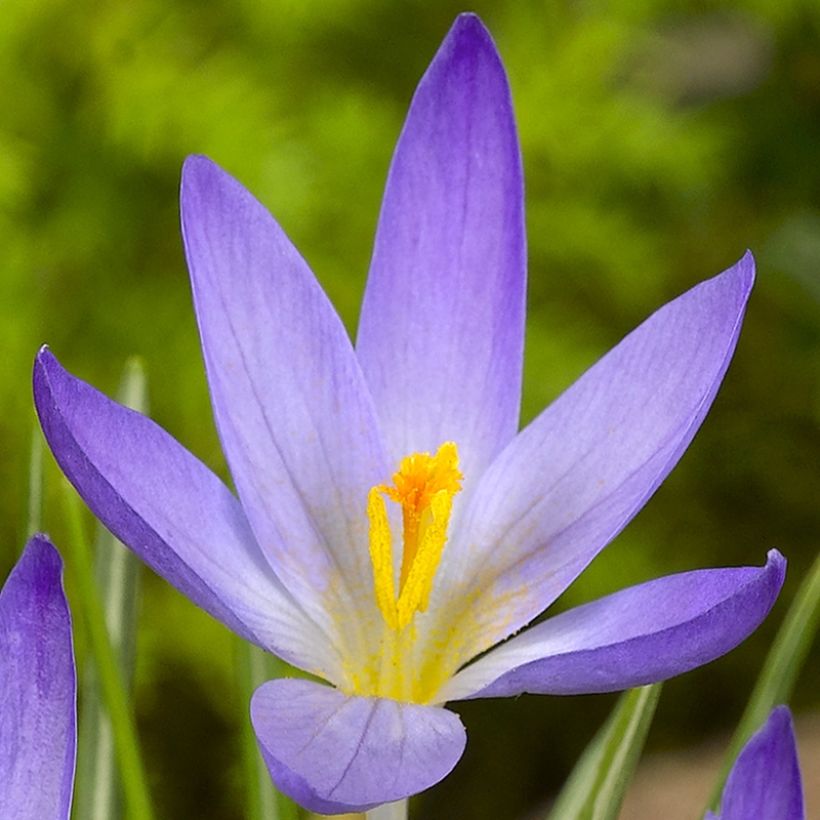 Krokus April View - Crocus kosaninii (Blüte)