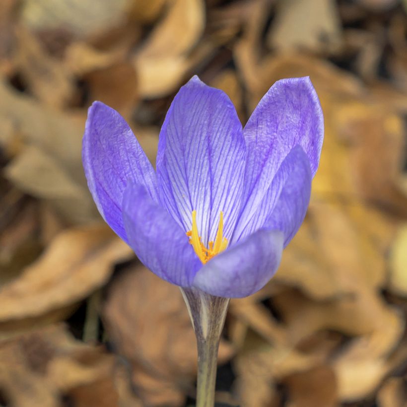 Herbstblühender Krokus - Crocus ligusticus (Blüte)