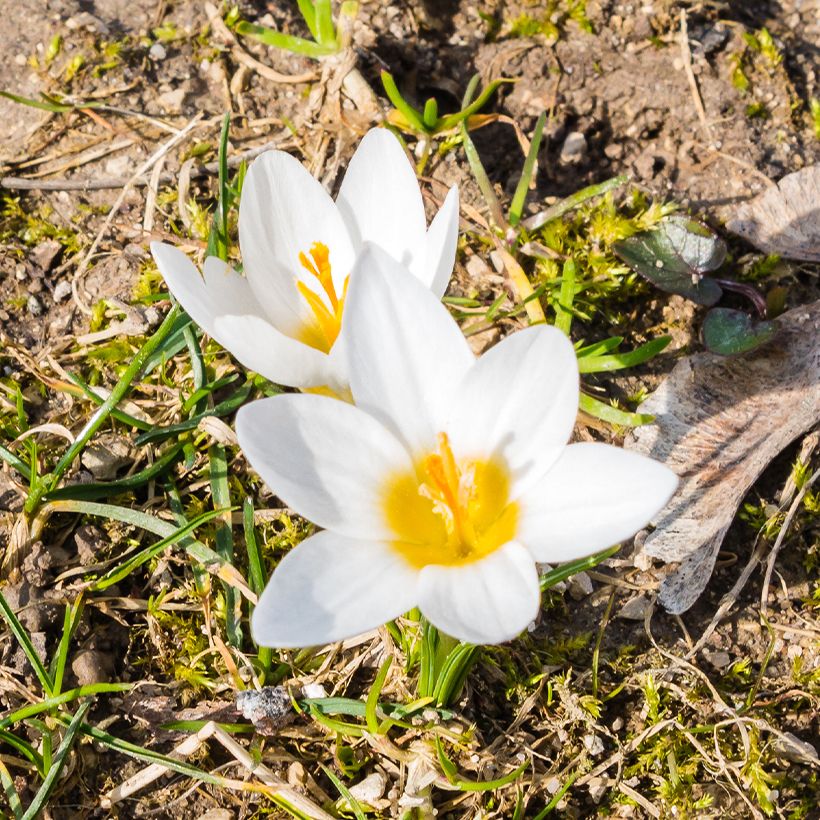 Weiße Wildkrokusse - Crocus malyi (Blüte)