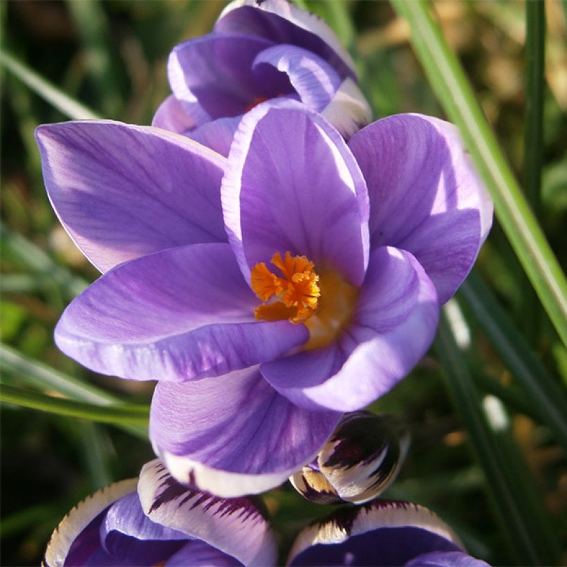 Kleiner Krokus - Crocus minimus (Blüte)