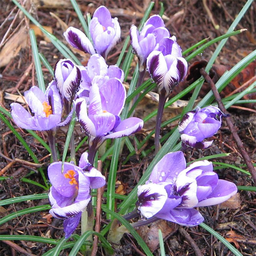 Kleiner Krokus - Crocus minimus (Hafen)