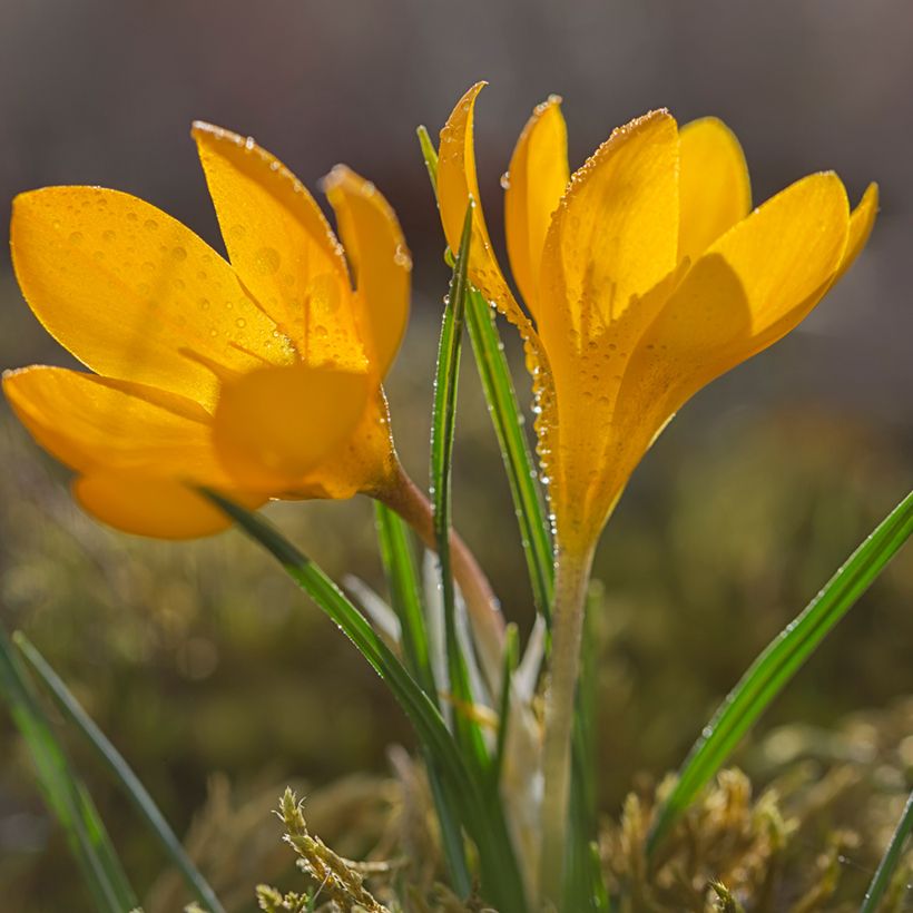 Wildkrokus - Crocus olivieri subsp. olivieri (Hafen)