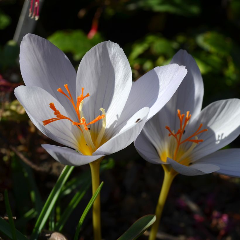 Herbst-Krokus Zephyr - Crocus pulchellus (Blüte)