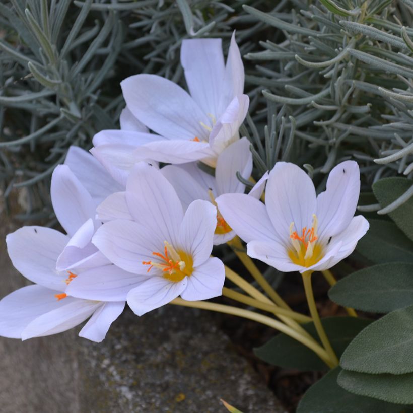 Herbst-Krokus Zephyr - Crocus pulchellus (Hafen)