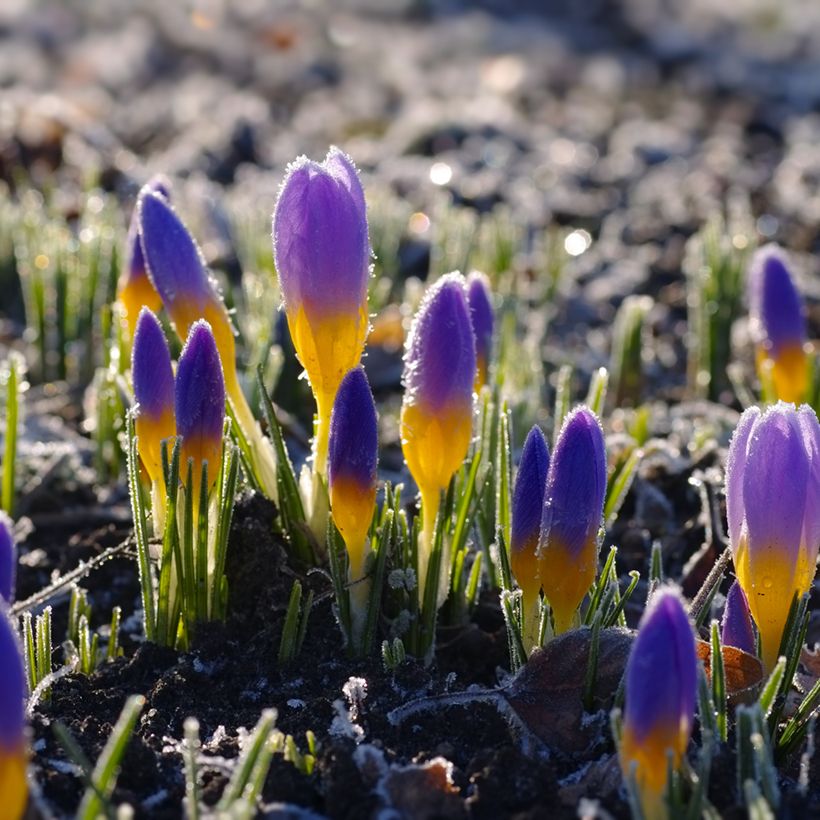 Sieber-Krokus Firefly - Crocus sieberi (Hafen)