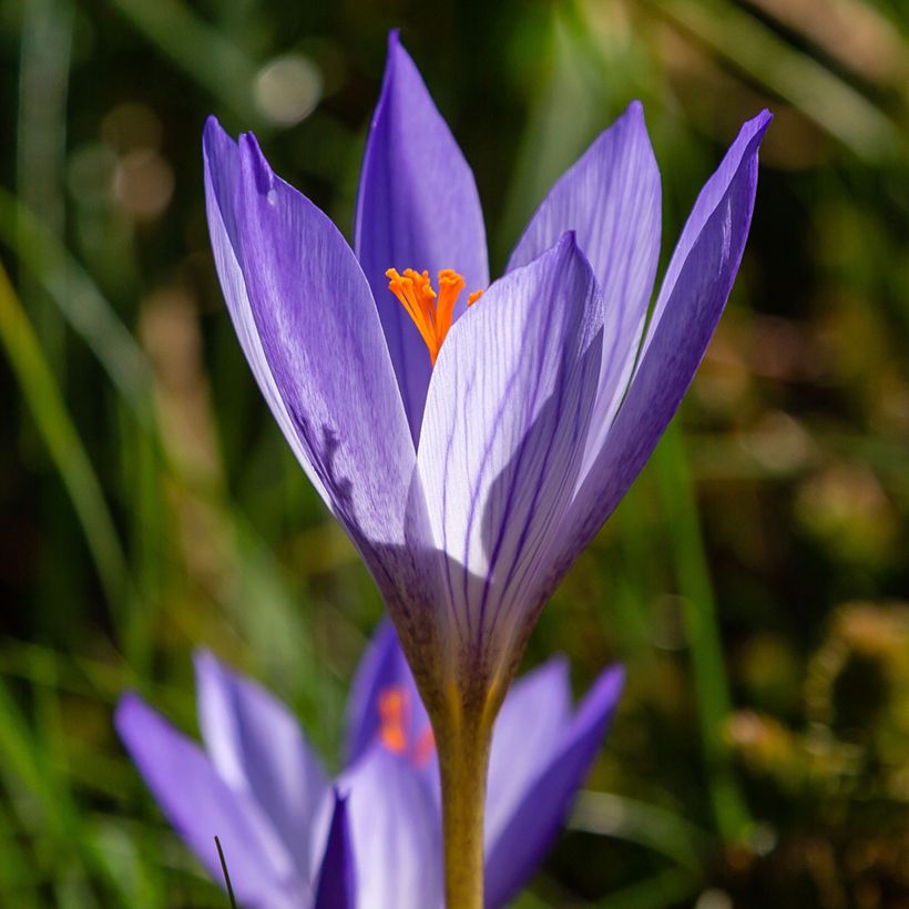 Crocus speciosus Artabir - Crocus d'automne (Blüte)