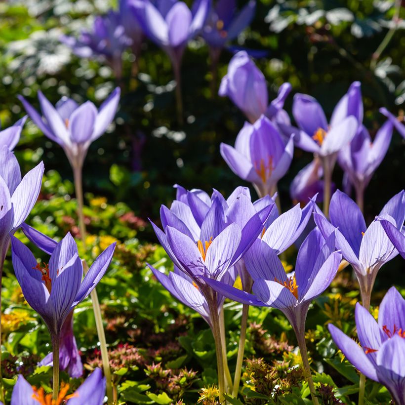 Pracht-Herbst-Krokus Artabir - Crocus speciosus (Hafen)