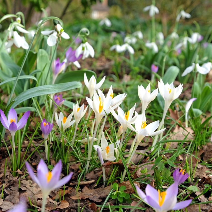 Elfen-Krokus Albus - Crocus tommasinianus (Hafen)