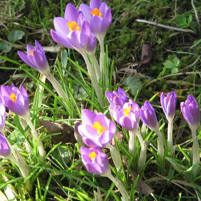 Elfen-Krokus Barr's Purple - Crocus tommasinianus (Blüte)