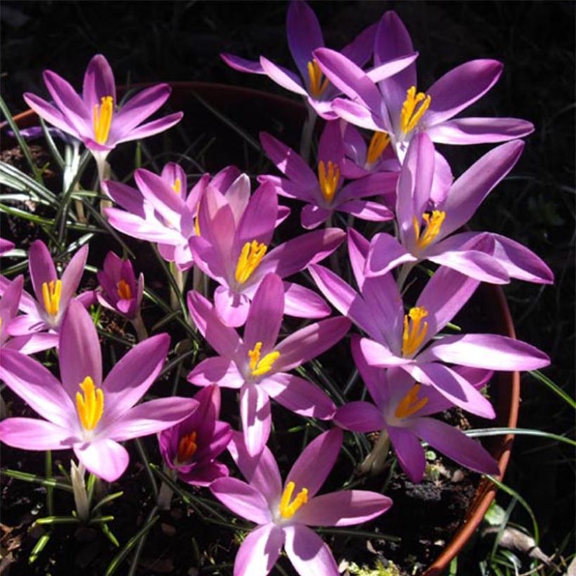 Elfen-Krokus Roseus - Crocus tommasinianus (Blüte)