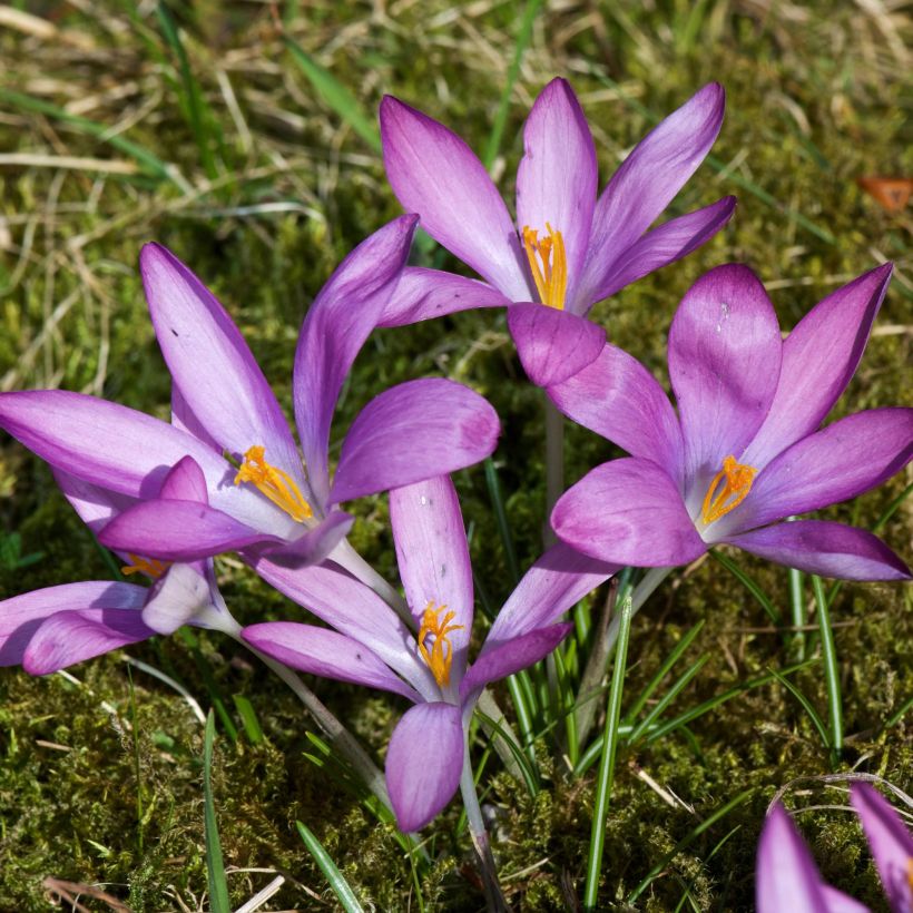 Elfen-Krokus Roseus - Crocus tommasinianus (Hafen)