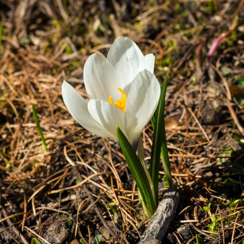 Frühlings-Krokus - Crocus vernus White (Blüte)