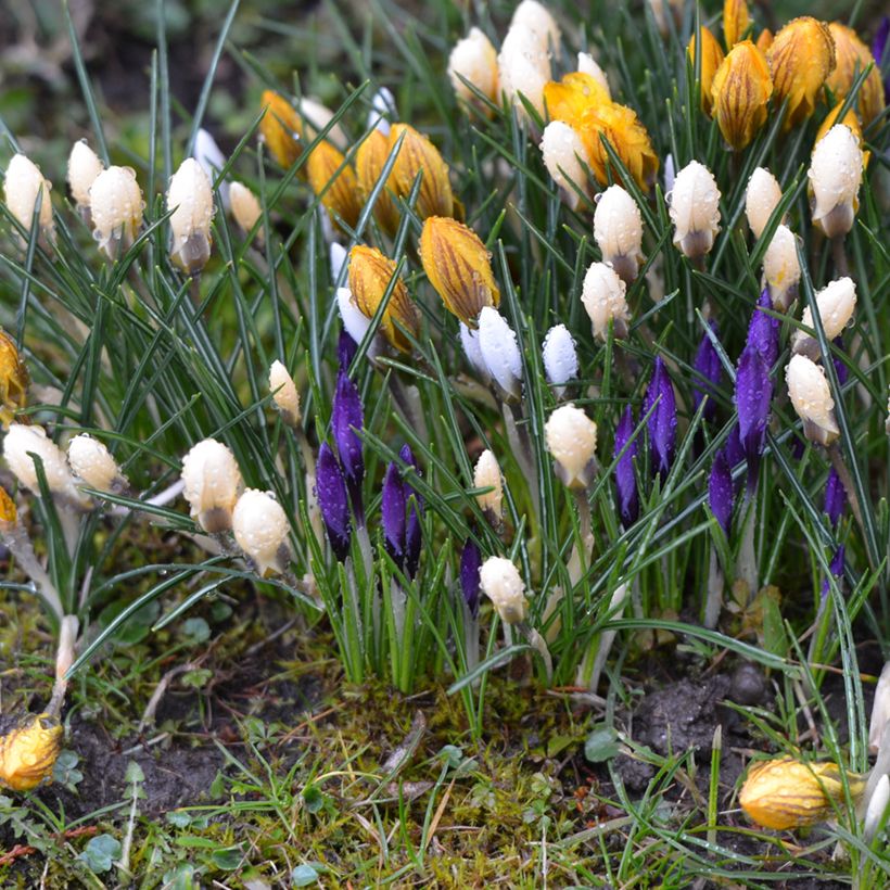 Frühlings-Krokus - Crocus vernus White (Hafen)