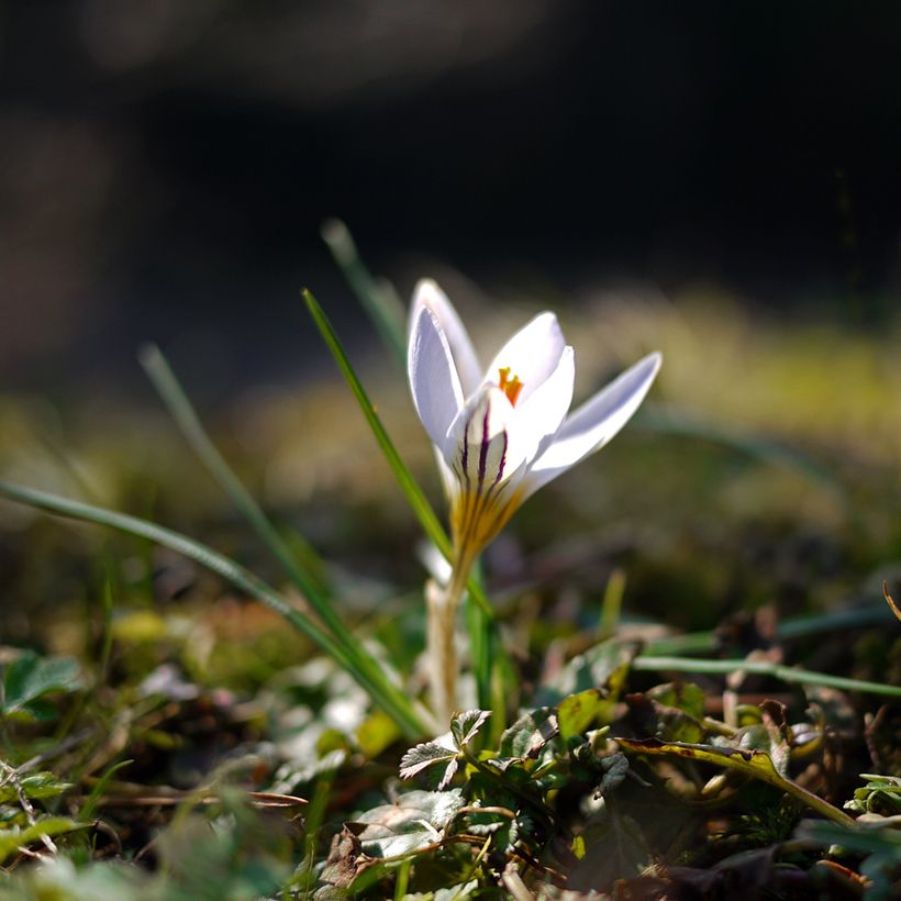 Silberlack-Krokus Picturatus - Crocus versicolor (Hafen)