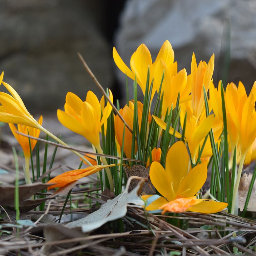 Wildkrokus - Crocus vitellinus (Hafen)