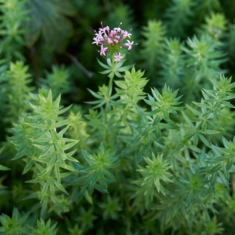 Phuopsis stylosa - Rosenwaldmeister (Laub)