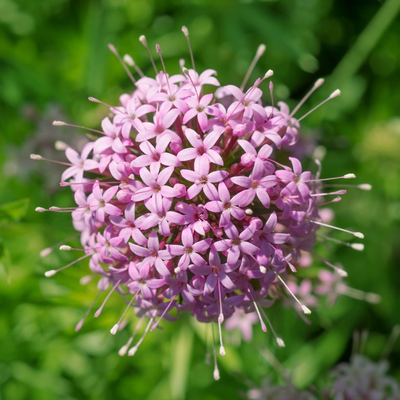 Phuopsis stylosa - Rosenwaldmeister (Blüte)