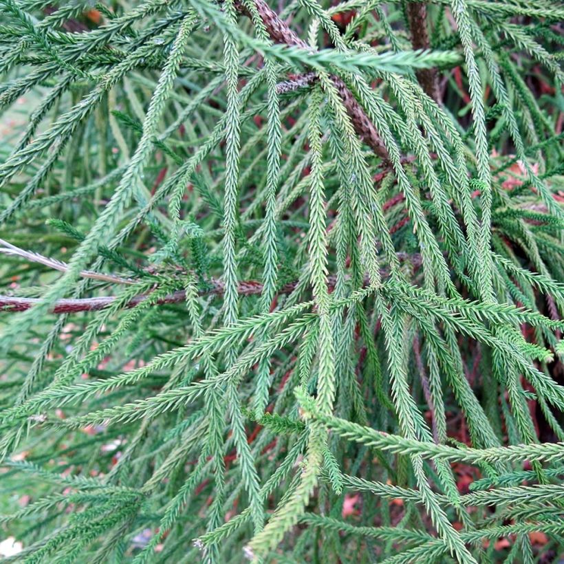 Cryptomeria japonica Araucarioides (Laub)