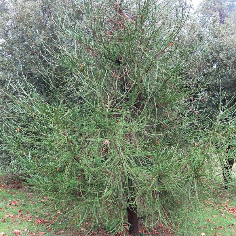 Cryptomeria japonica Araucarioides (Hafen)