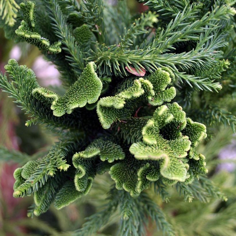 Cryptomeria japonica Cristata (Laub)