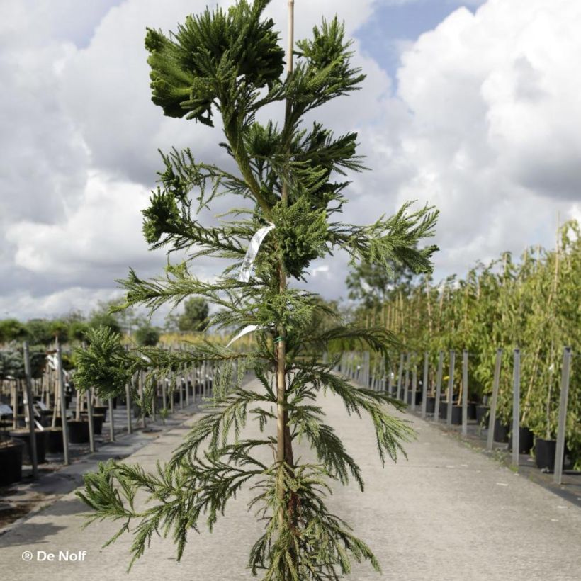 Cryptomeria japonica Cristata (Hafen)