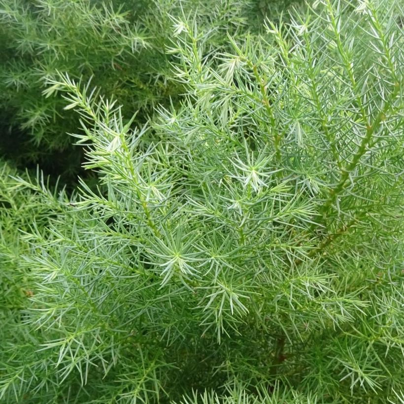 Cryptomeria japonica Elegans (Laub)