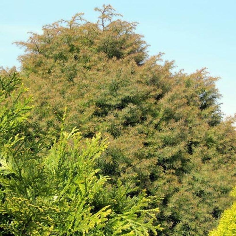 Cryptomeria japonica Elegans (Hafen)