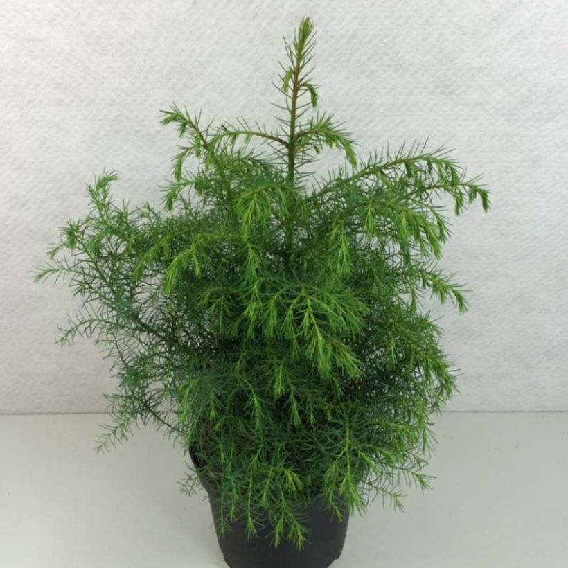 Cryptomeria japonica Elegans Viridis (Laub)