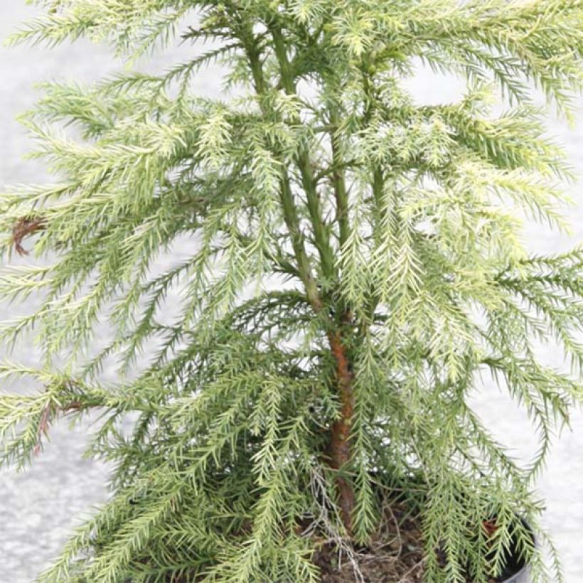 Cryptomeria japonica Sekkan Sugi (Laub)