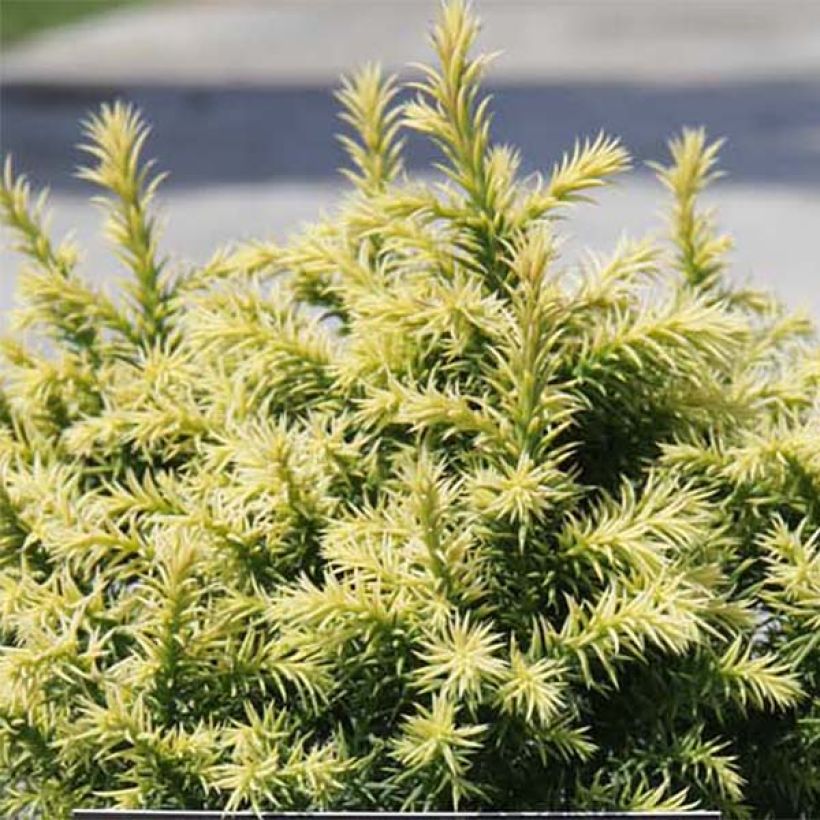 Cryptomeria japonica Vilmorin Gold (Laub)