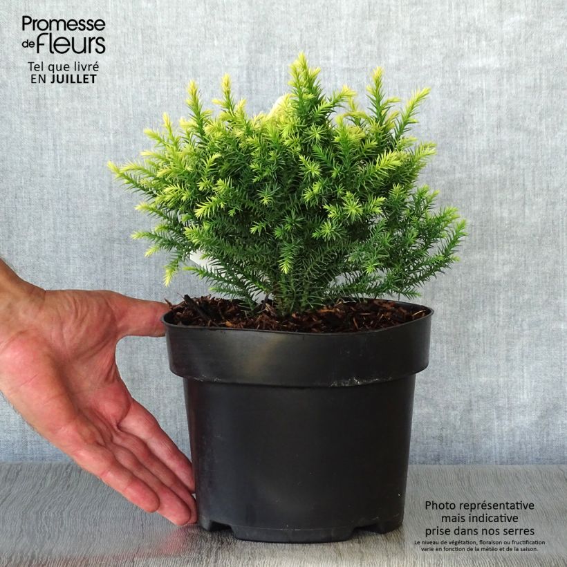 Exemplar von Cryptomeria japonica Vilmorin Gold wie im Sommer geliefert