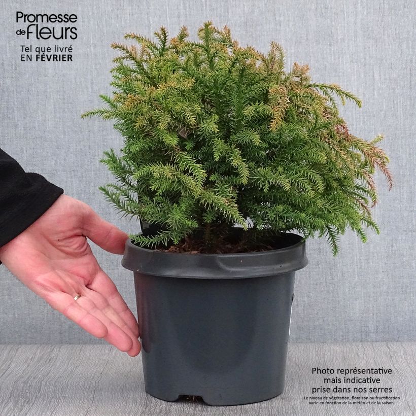 Exemplar von Cryptomeria japonica Vilmorin Gold Pot de 2L/3L wie im Winter geliefert