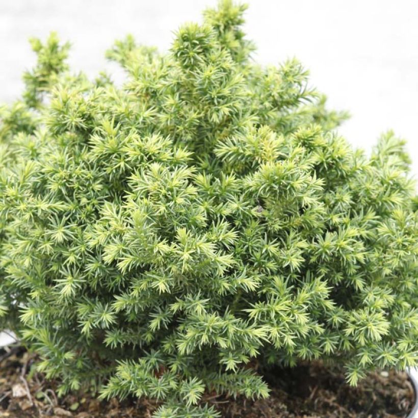 Cryptomeria japonica Vilmoriniana (Laub)