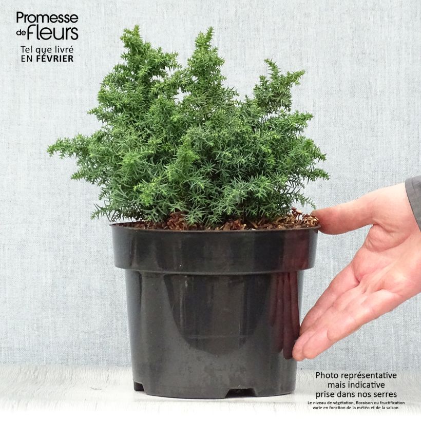 Exemplar von Cryptomeria japonica Yokohama Pot de 2L/3L wie im Winter geliefert