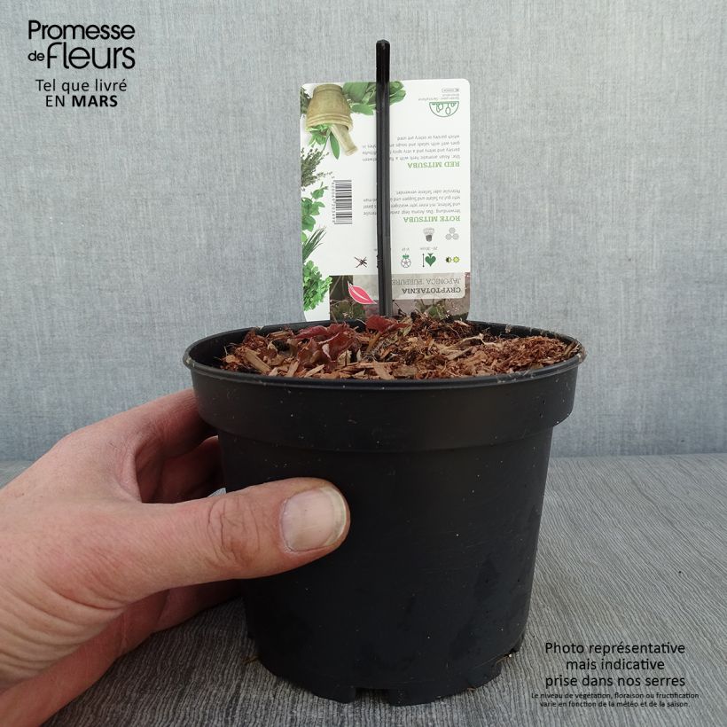 Exemplar von Cryptotaenia japonica purpurea - Persil japonais Pot de 1,5L/2L wie im Winter geliefert