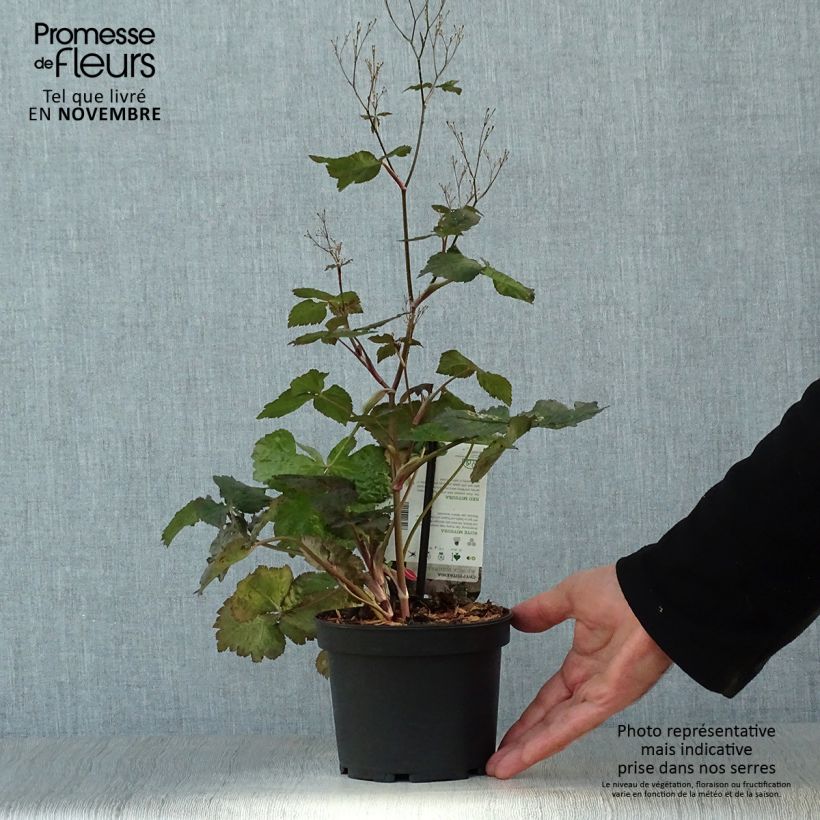 Exemplar von Cryptotaenia japonica f. atropurpurea - Japanische Purpur-Petersilie wie im Herbst geliefert