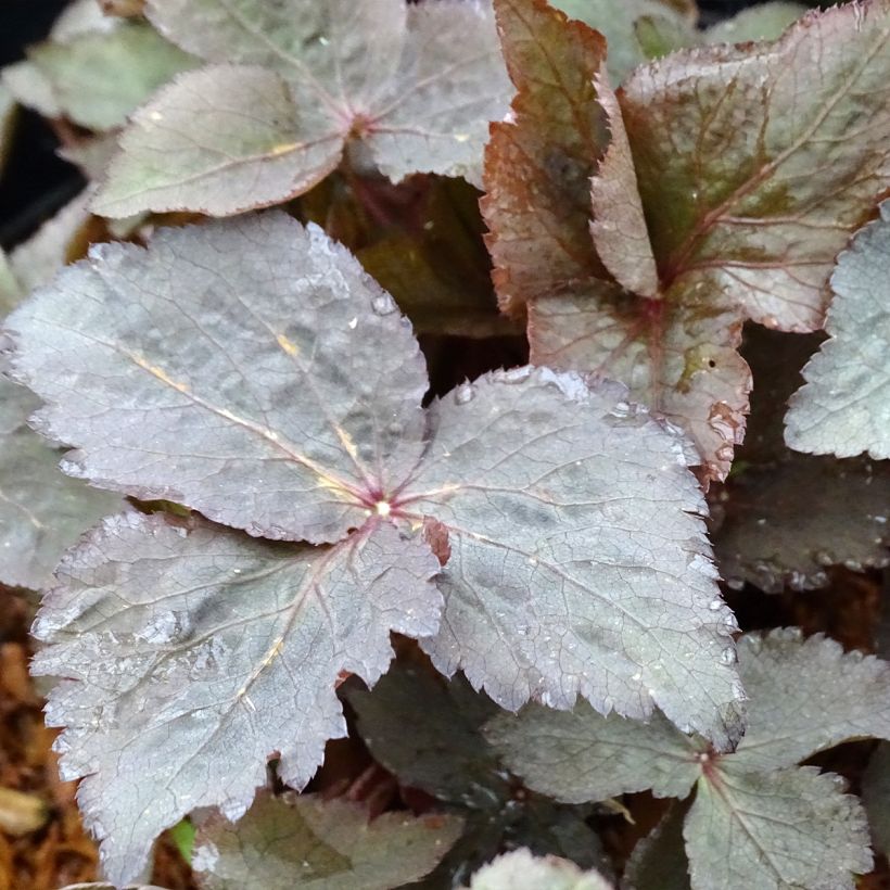 Cryptotaenia japonica f. atropurpurea - Japanische Purpur-Petersilie (Laub)