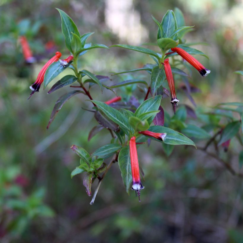 Cuphea ignea Scarlet - Zigarettenblümchen (Blüte)