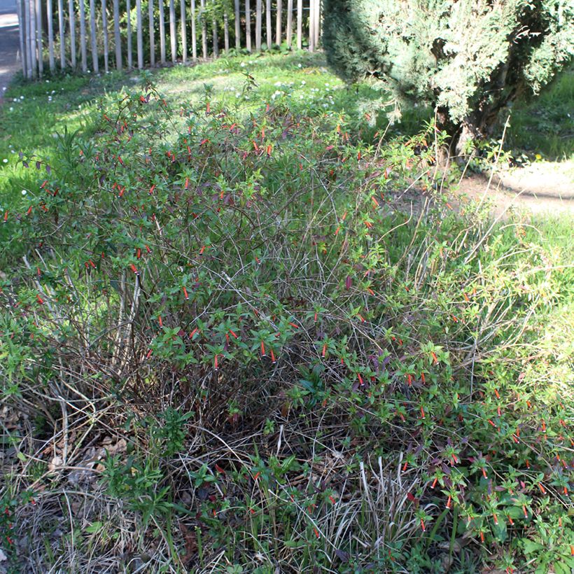 Cuphea ignea Scarlet - Zigarettenblümchen (Hafen)