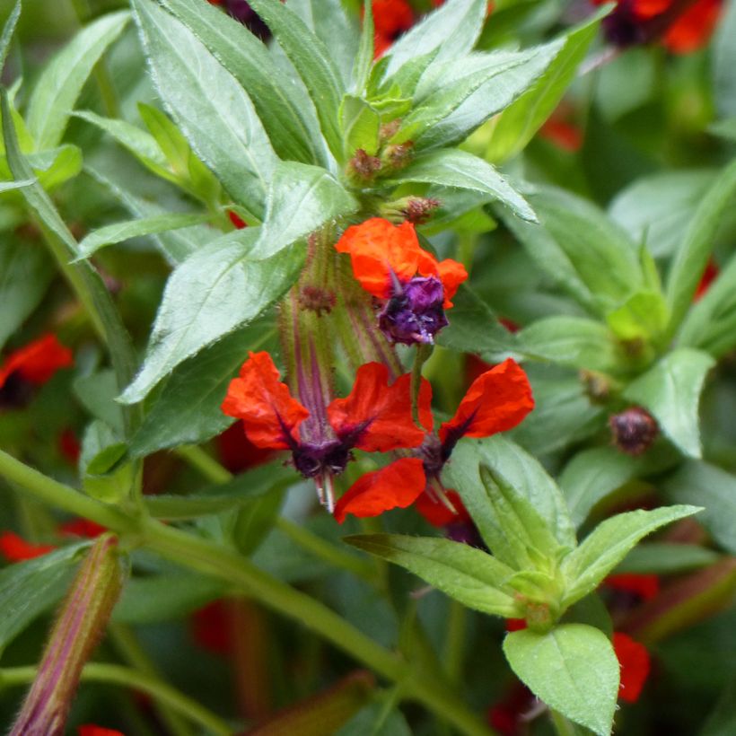 Cuphea llavea Torpedo - Zigarettenblümchen (Blüte)