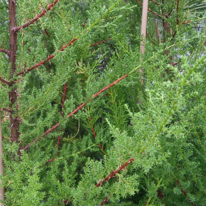 Cupressus macrocarpa - Monterey-Zypresse (Laub)