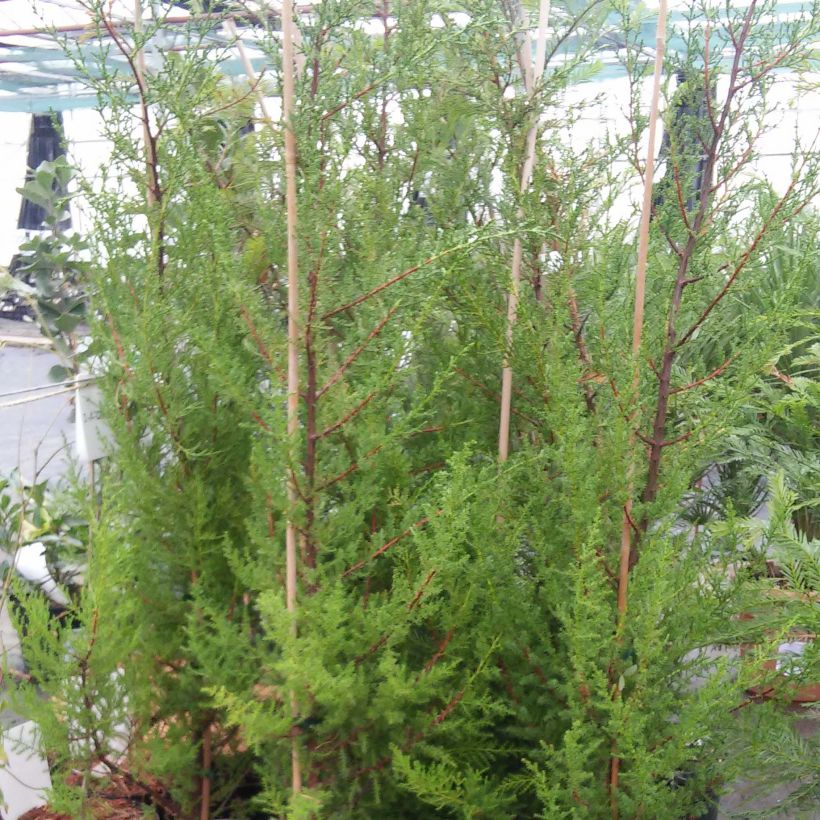 Cupressus macrocarpa - Monterey-Zypresse (Hafen)