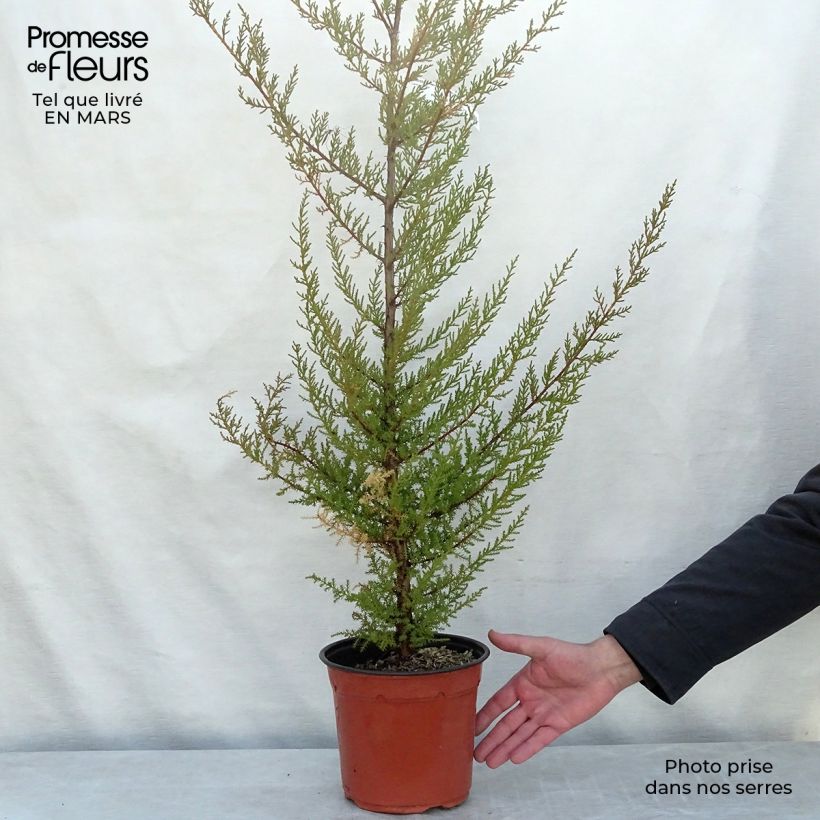 Exemplar von Cupressus macrocarpa - Monterey-Zypresse Topf mit 2L/3LGelieferte Höhe ca. 80/100cm wie im Frühjahr geliefert