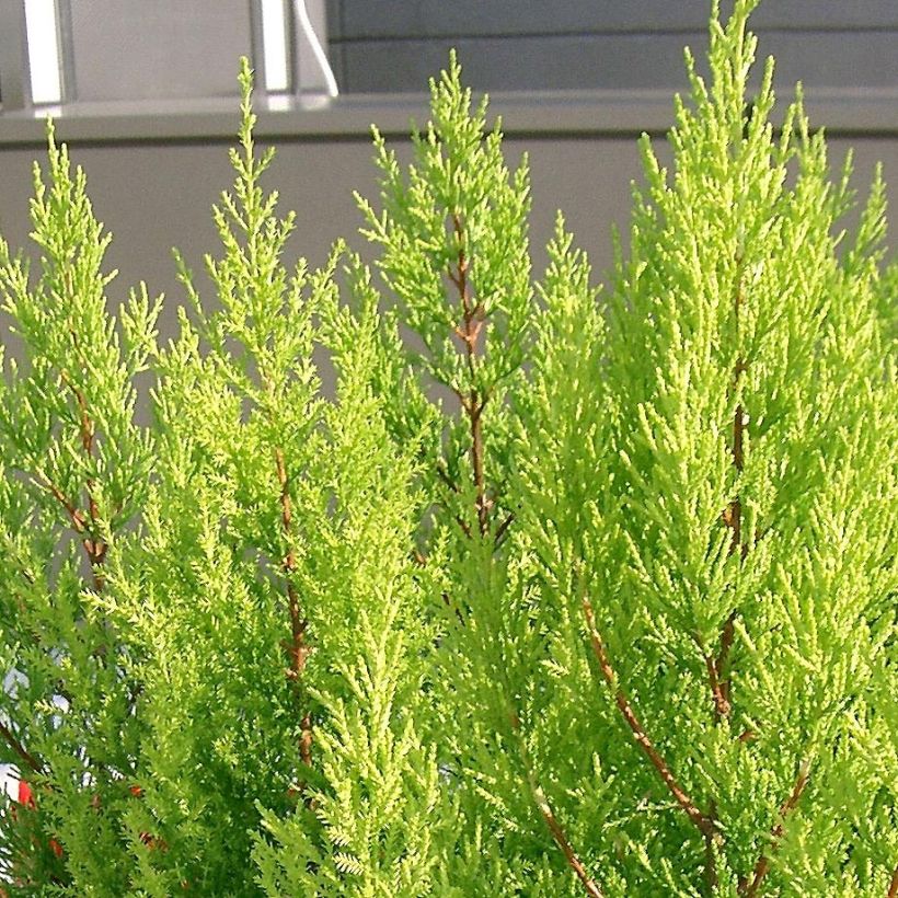 Cupressus macrocarpa Goldcrest - Monterey-Zypresse (Laub)