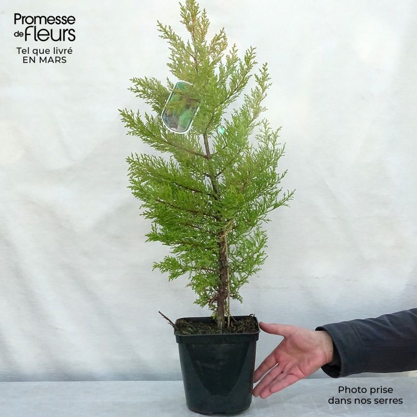 Exemplar von Cupressus macrocarpa Goldcrest - Cyprès de Lambert Pot de 4L wie im Winter geliefert