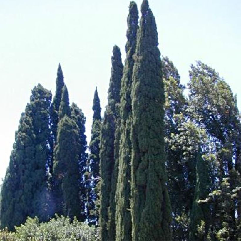 Cupressus sempervirens var. stricta Pyramidalis - Echte-Zypresse (Hafen)