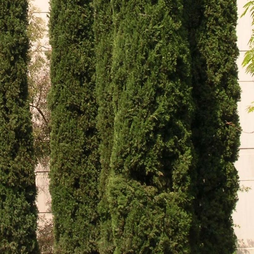 Cupressus sempervirens var. stricta - Mittelmeer-Zypresse (Laub)